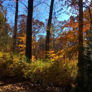 Meet your Posher, Diana